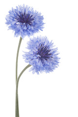 cornflower