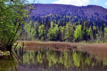 staw  © wedrownik52