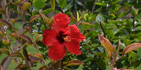 Exotic flowers and plants Egypt