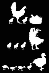 newborn and gosling silhouettes isolated on black
