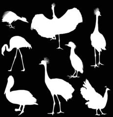 eight white isolated bird silhouettes