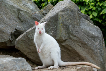 Closeup of a Red-necked Wallaby white albino female