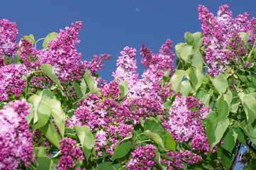 Lilac selective focus