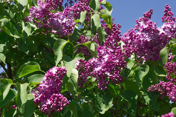 Lilac selective focus
