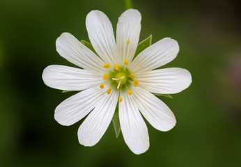 Obraz premium Close up of a Stellaria with green background