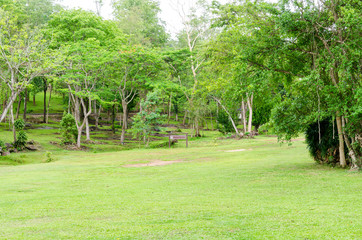 Green lawn and natural tree in garden