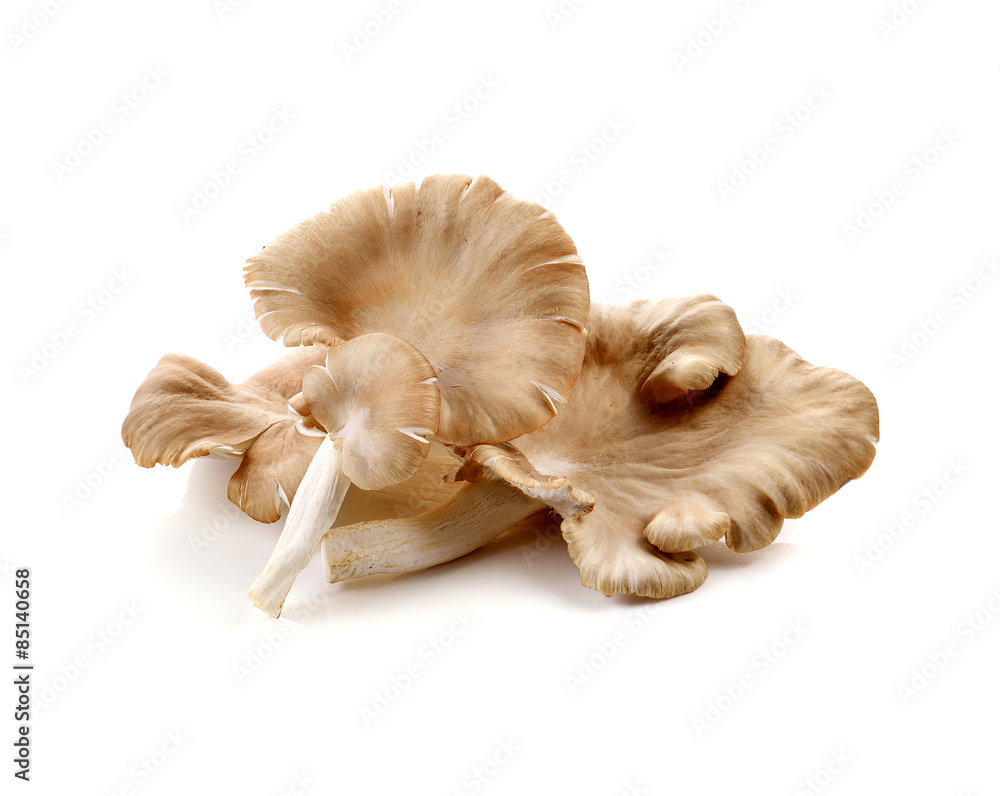 Wall mural oyster mushroom on white background