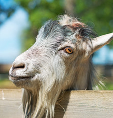 Fototapeta premium Portrait of goat in national park.