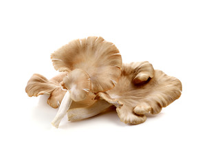 oyster mushroom on white background