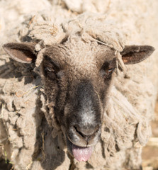 Fototapeta premium Portrait of funny sheep in a pasture