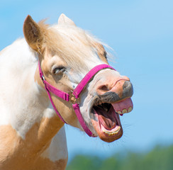 Portrait of Neighing horse with bridle.
