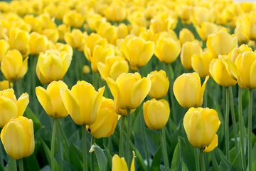 Fototapete Tulpe Yellow tulips meadow