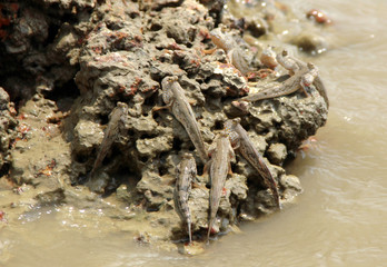 Group of Amphibious fish hold the rock in the sea