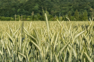 Feld Getreide Roggen
