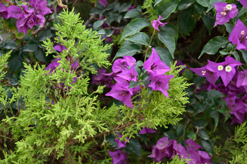 Exotic flowers and plants Egypt © Iwona