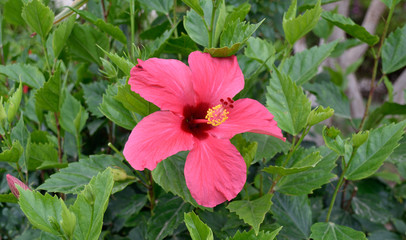 Exotic flowers and plants Egypt