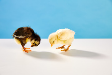 chicks couple yellow and black on table with blue