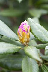 Rhododendron bloom in spring. Beautiful picture.