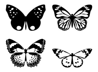 Fototapeta na wymiar Butterfly black and white