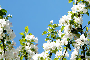 apple tree branches with flowers on sky background