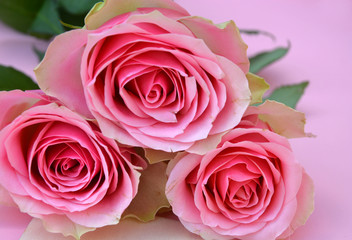 Fototapeta premium pink painted wooden background with bunch of pink roses and a heart shape photo frame decorated with white wash flowers