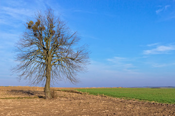 Fototapeta na wymiar Lonely tree on the field