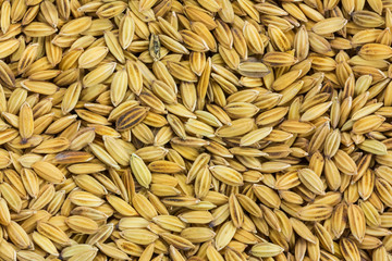 Close up paddy rice for background