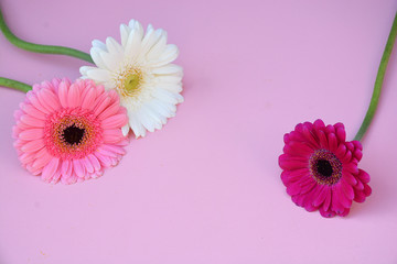 Three White, purple and pink colored Gerbra daisies on empty pink background as a decoration border frame 