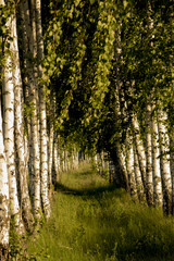 Birch Alley, made by human hands.
