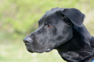 Obraz premium Cross breed dog portrait