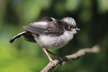 young bird Aegithalos caudatus