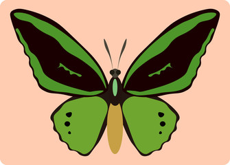Ornithoptera paradisea