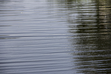 Pond / Water surface of the pond 