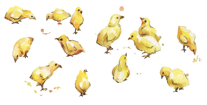 Set of vector watercolor bird baby chickens