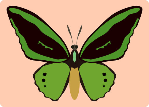Ornithoptera paradisea