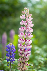 Lupines