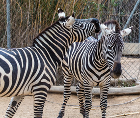 Fototapeta na wymiar two zebra
