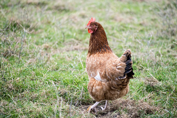 Hen