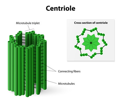 centriole