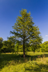 Obraz premium Одинокое дерево на поляне