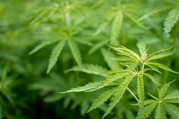 Closeup of Hemp Plant Growing Wild