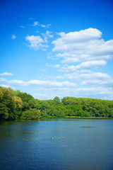 River flowing in the woods on a sunny summer day.