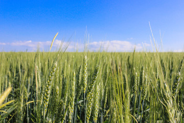 landscape wheat fields on a sunny summer day