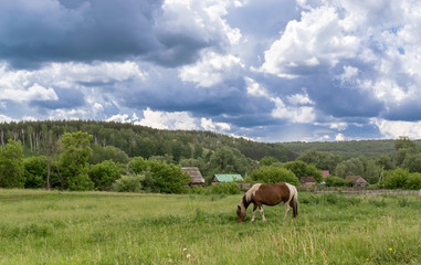 Fototapeta na wymiar Single Horse Eating from Pasture with Clouds