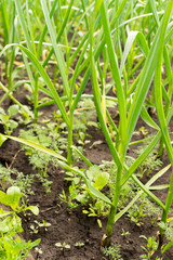 Organic Garlic Bulbs Growing in Soil