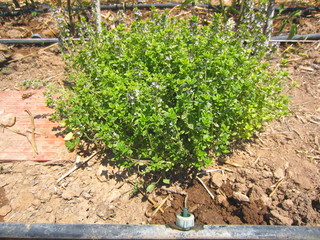lemon thyme (Thymus citriodorus) with drip irrigation