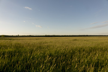 Grasslands at sunset. Many juicy grass.

