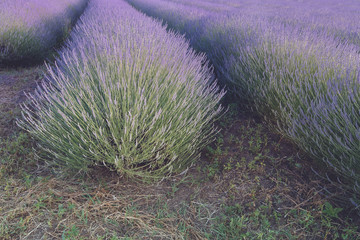 Lavender field. Rows of lavender at sunset