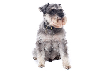 Portrait of Miniature Grey Schnauzer Terrier
