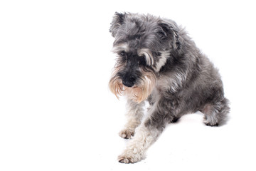 Grey Miniature Schnauzer Terrier in Studio